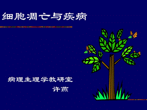 《本科细胞凋亡》PPT课件.ppt