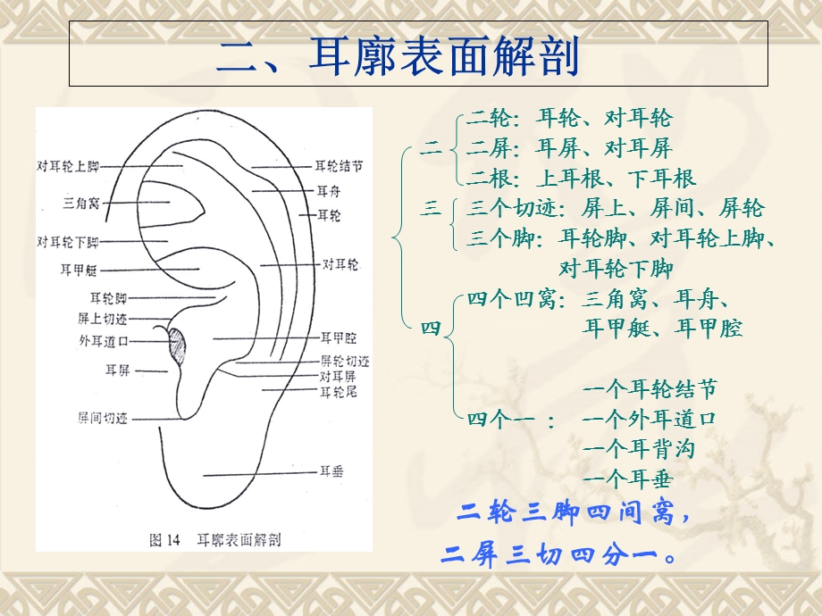 《耳穴讲课》PPT课件.ppt_第3页