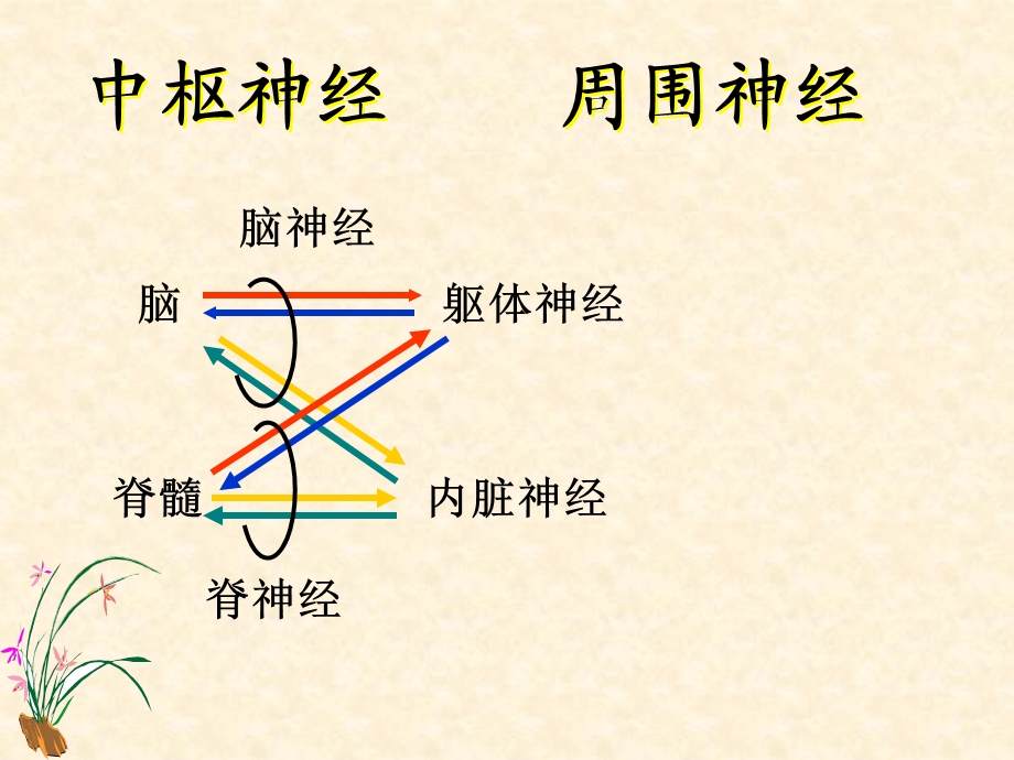 《神经系统图解》PPT课件.ppt_第1页