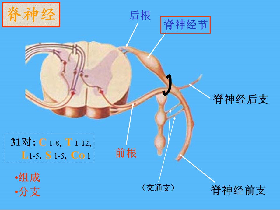 《神经系统图解》PPT课件.ppt_第2页