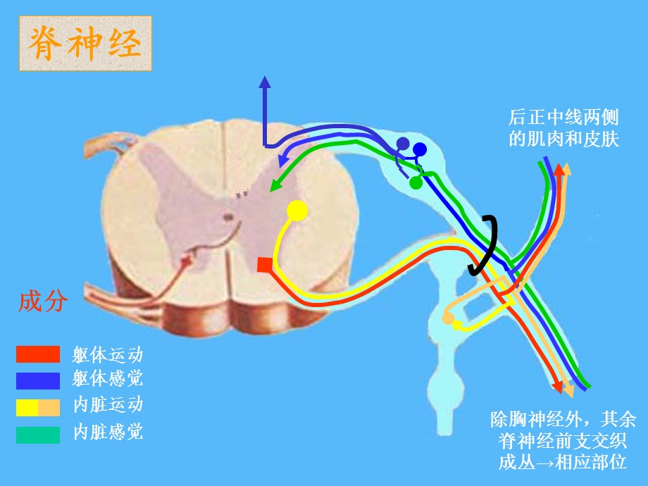 《神经系统图解》PPT课件.ppt_第3页