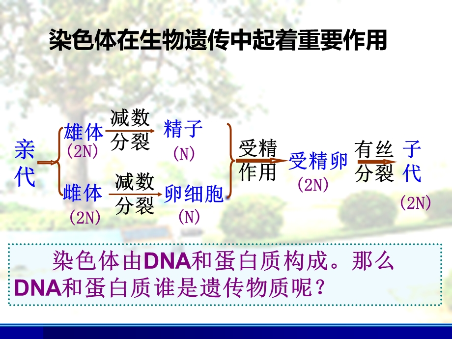 DNA是主要的遗传物质用.ppt_第2页