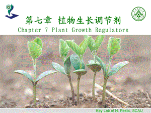 《植物生长调节剂》PPT课件.ppt