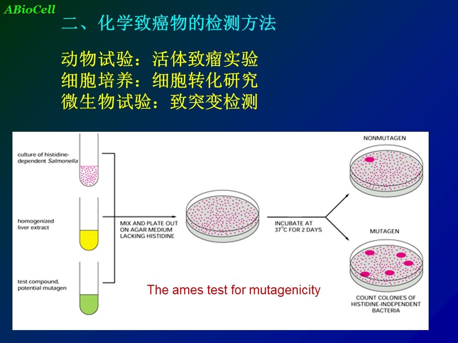 《肿瘤致病因素》PPT课件.ppt_第3页