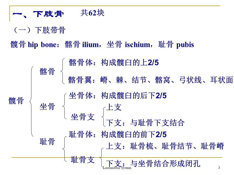 《肢骨及其连结》PPT课件.ppt_第3页