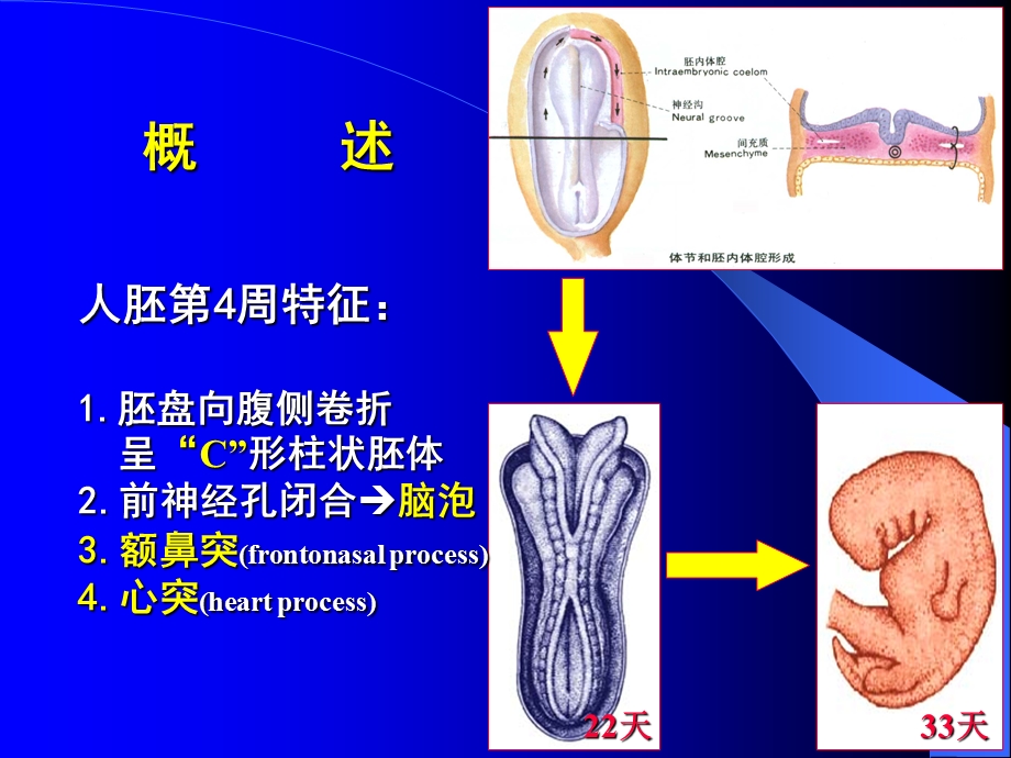 组织学与胚胎学第22章 颜面和四肢的发生.ppt_第2页