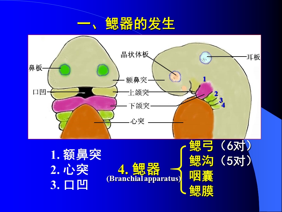 组织学与胚胎学第22章 颜面和四肢的发生.ppt_第3页