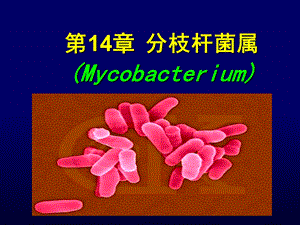 《结核细菌》PPT课件.ppt