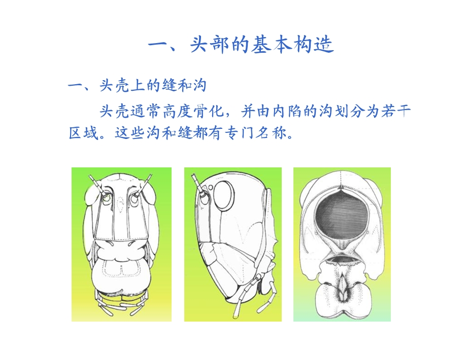 《昆虫的头部》PPT课件.ppt_第2页