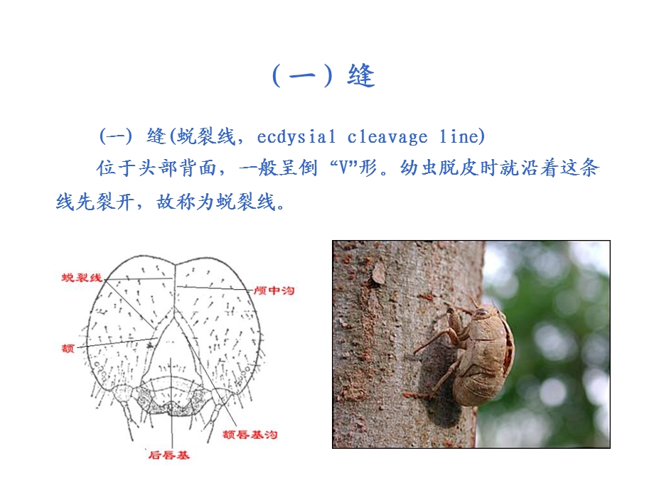 《昆虫的头部》PPT课件.ppt_第3页