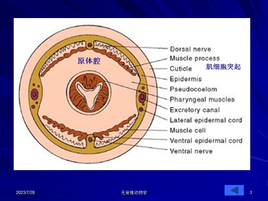 《线虫轮虫资源》PPT课件.ppt_第3页