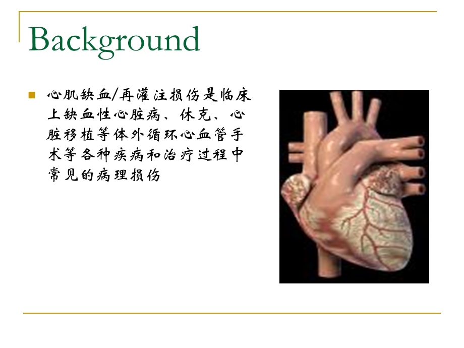 线粒体钙单向转运体在心肌缺血再灌注损伤中的作用.ppt_第2页