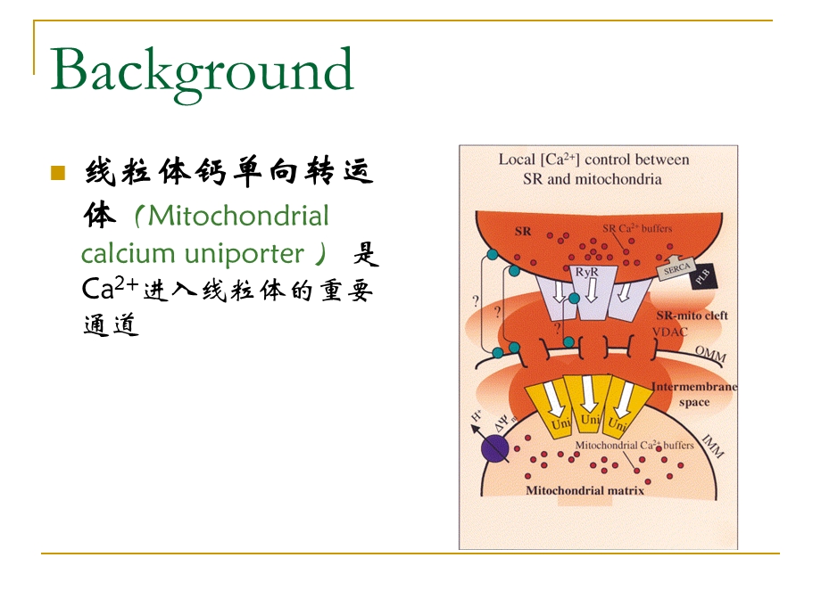 线粒体钙单向转运体在心肌缺血再灌注损伤中的作用.ppt_第3页