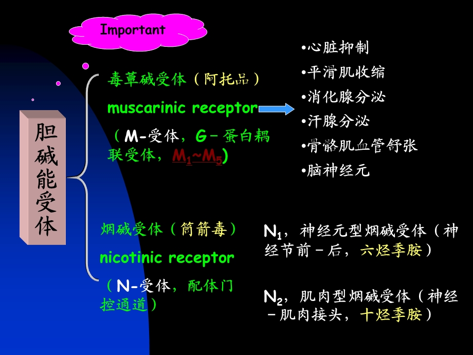 《神经重点总结》PPT课件.ppt_第1页