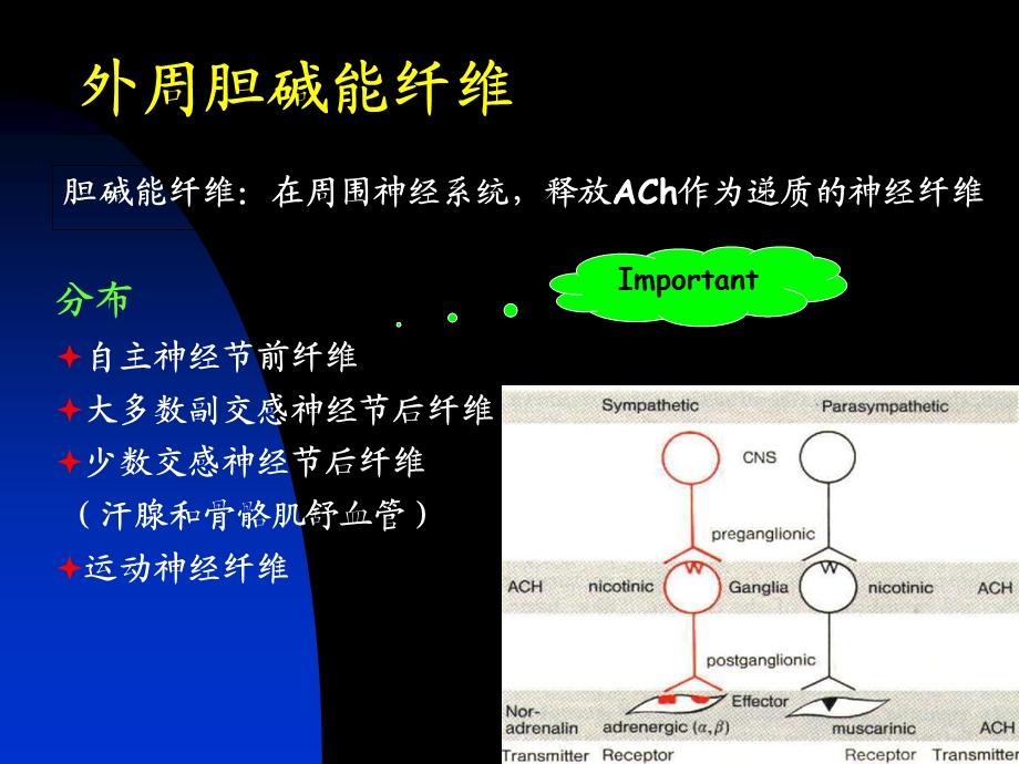 《神经重点总结》PPT课件.ppt_第2页