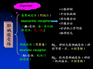 《神经重点总结》PPT课件.ppt