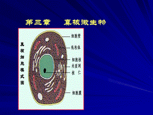 《真核细胞微生物》PPT课件.ppt