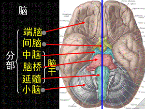 《脑及脑干彩色图谱》PPT课件.ppt