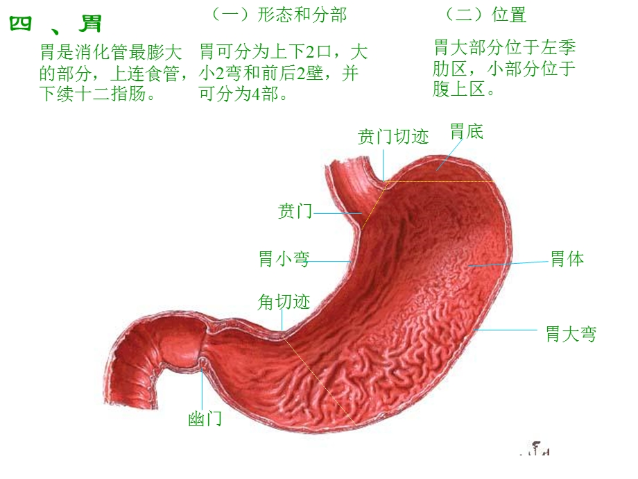 《消化和营养》PPT课件.ppt_第2页