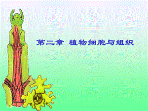 《植物细胞与组织》PPT课件.ppt