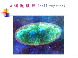 《细胞破碎分离》PPT课件.ppt