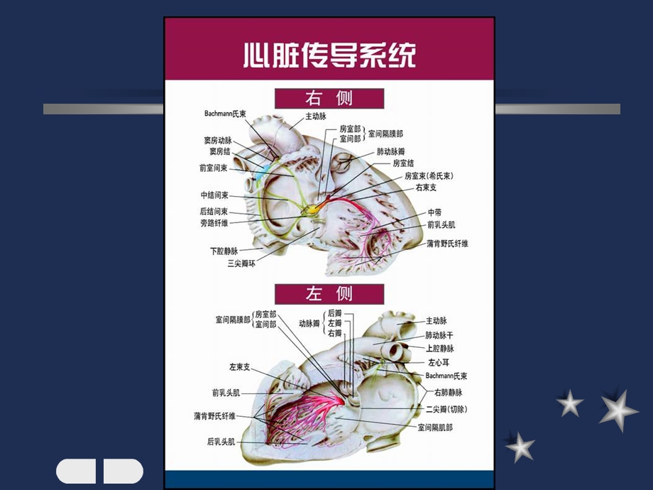 《窦性心律失常》PPT课件.ppt_第1页