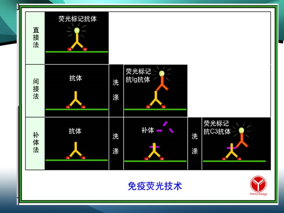 实验6、 免疫荧光技术.ppt_第3页