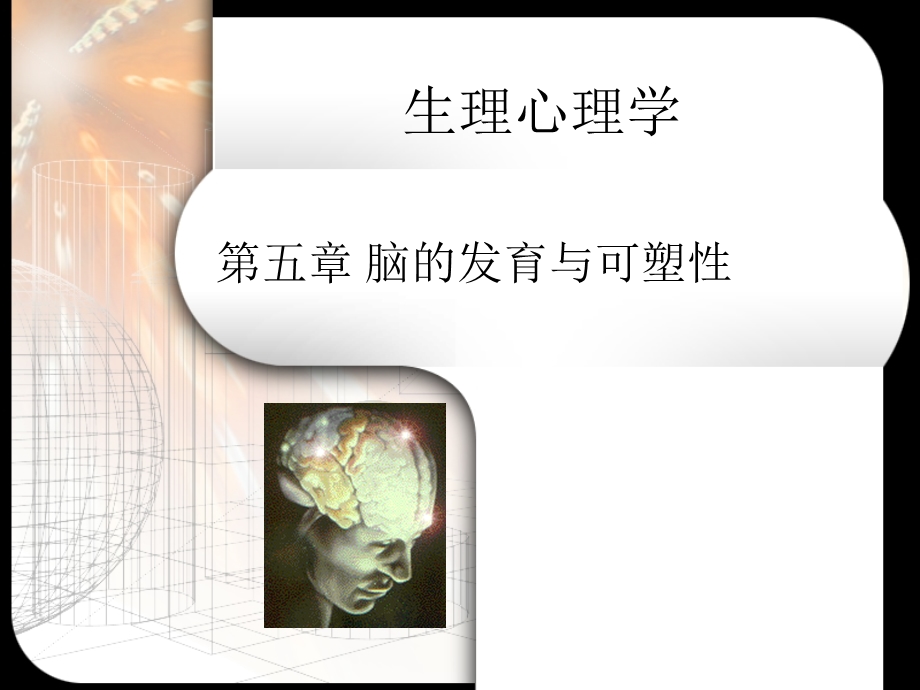 《脑的发育与可塑性》PPT课件.ppt_第1页