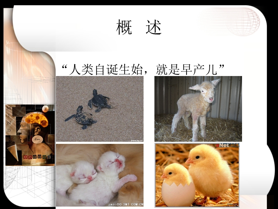 《脑的发育与可塑性》PPT课件.ppt_第2页