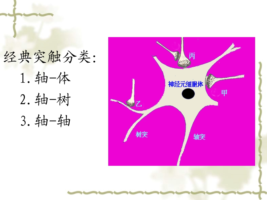 《神经生理功能》PPT课件.ppt_第3页