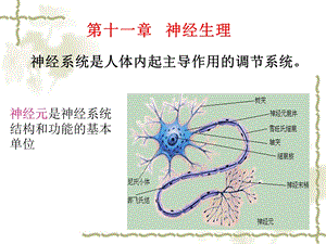 《神经生理功能》PPT课件.ppt