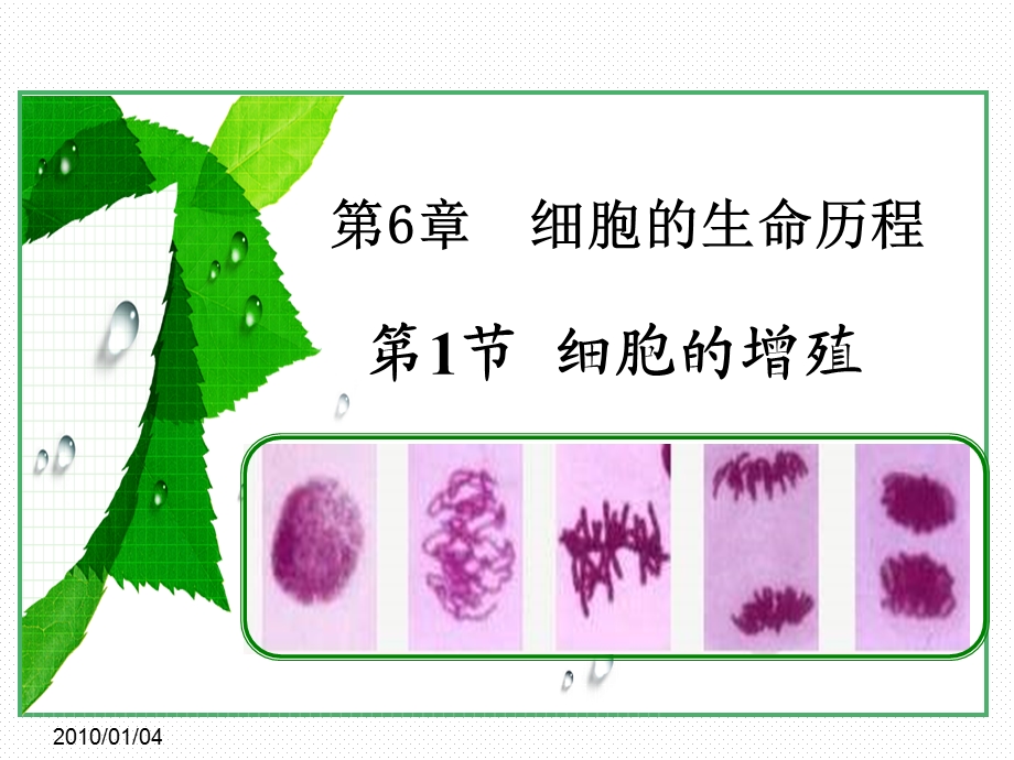 《细胞的增殖》PPT课件.ppt_第1页