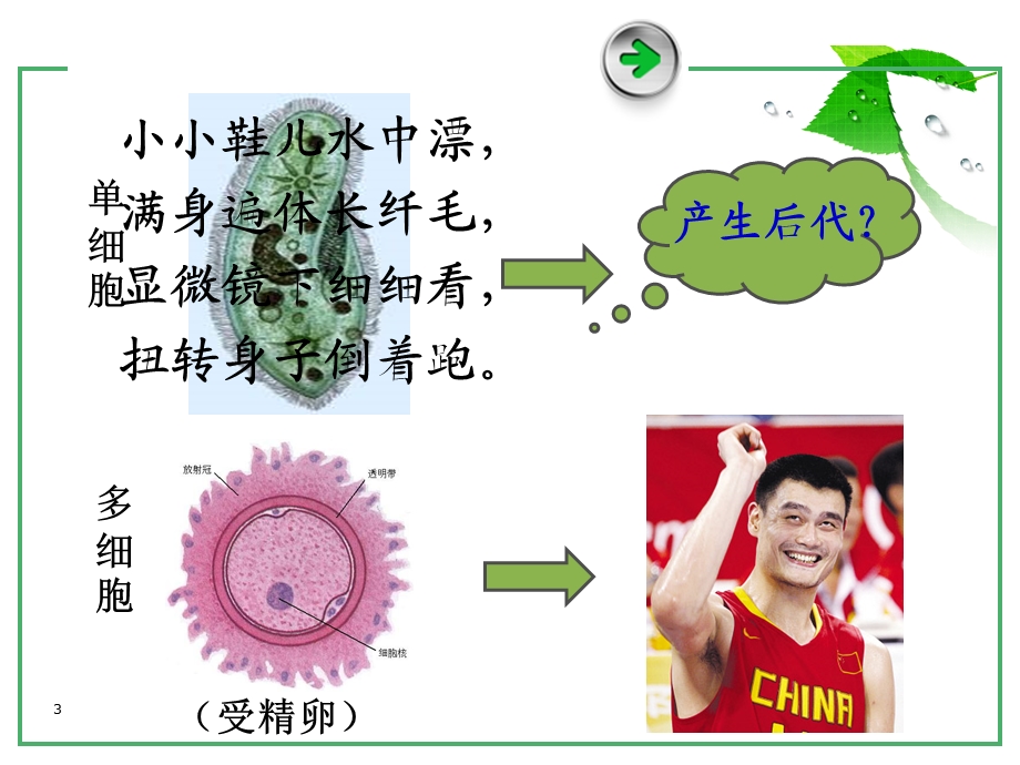 《细胞的增殖》PPT课件.ppt_第3页