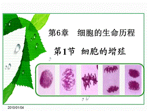 《细胞的增殖》PPT课件.ppt