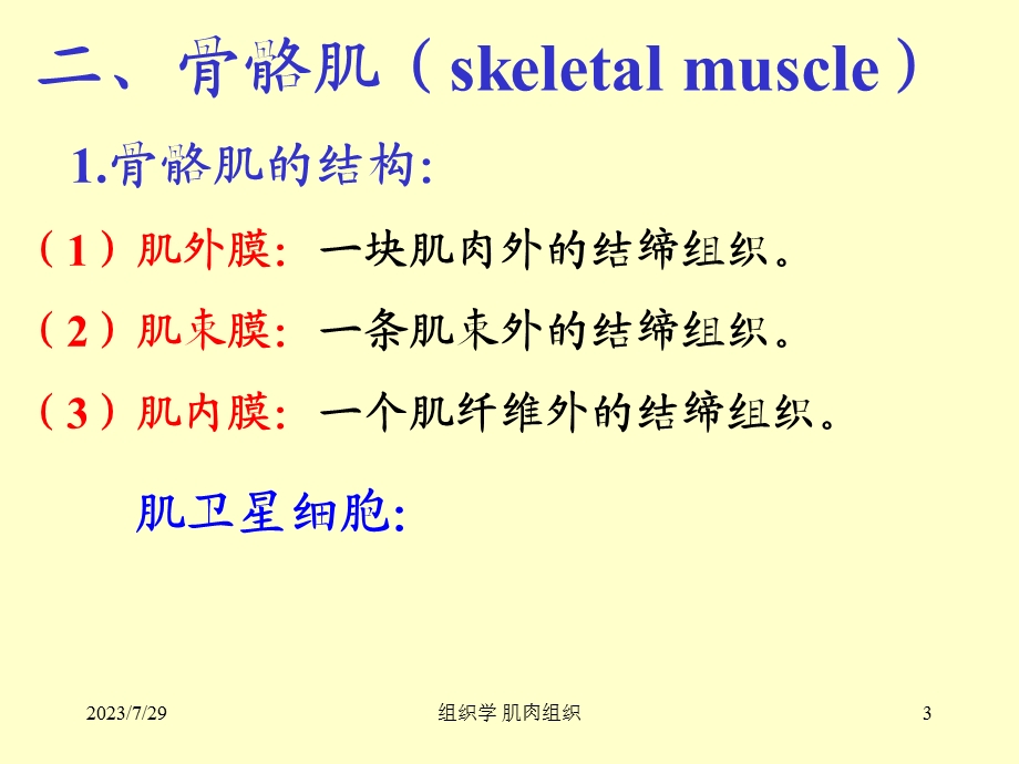 组织学与胚胎学 肌肉组织.ppt_第3页