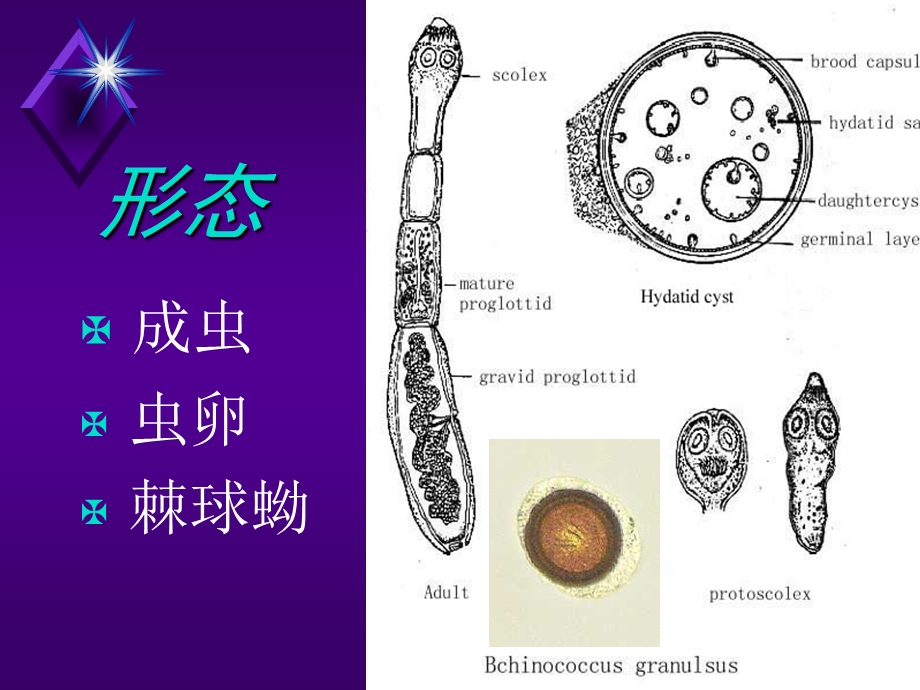 《细粒微小中》PPT课件.ppt_第2页