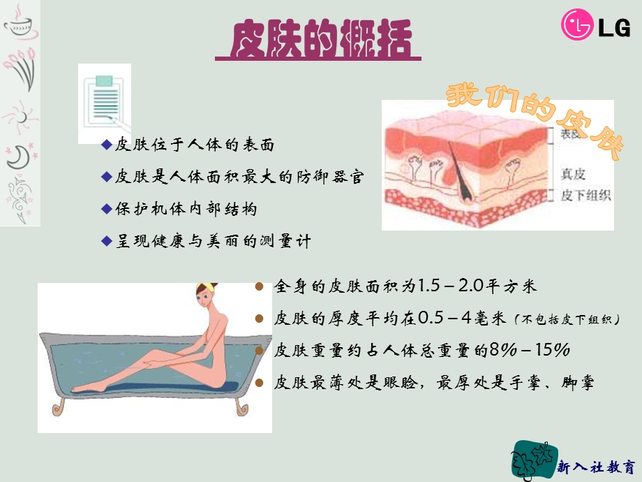 《皮肤知识初级》PPT课件.ppt_第3页