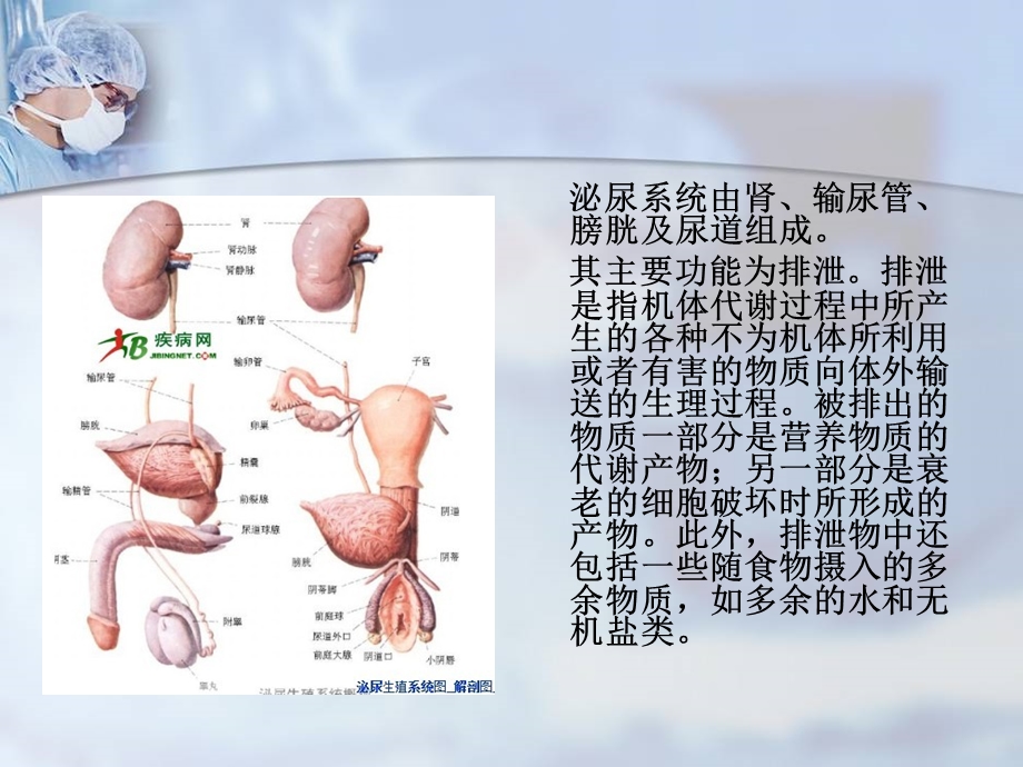 肾损伤病人的护理 .ppt_第2页