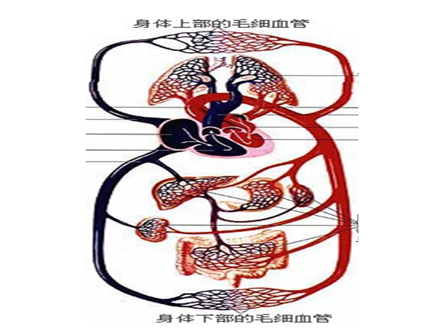 知识回顾食物中所含的营养物质有哪些其中大分子的.ppt_第1页