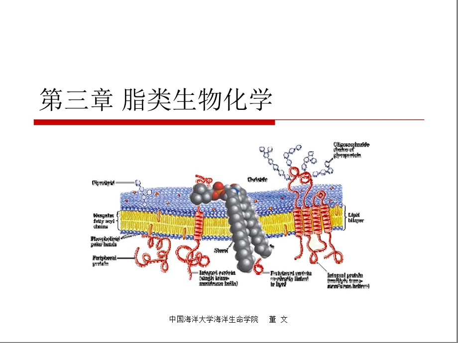 《脂类生物化学》PPT课件.ppt_第1页