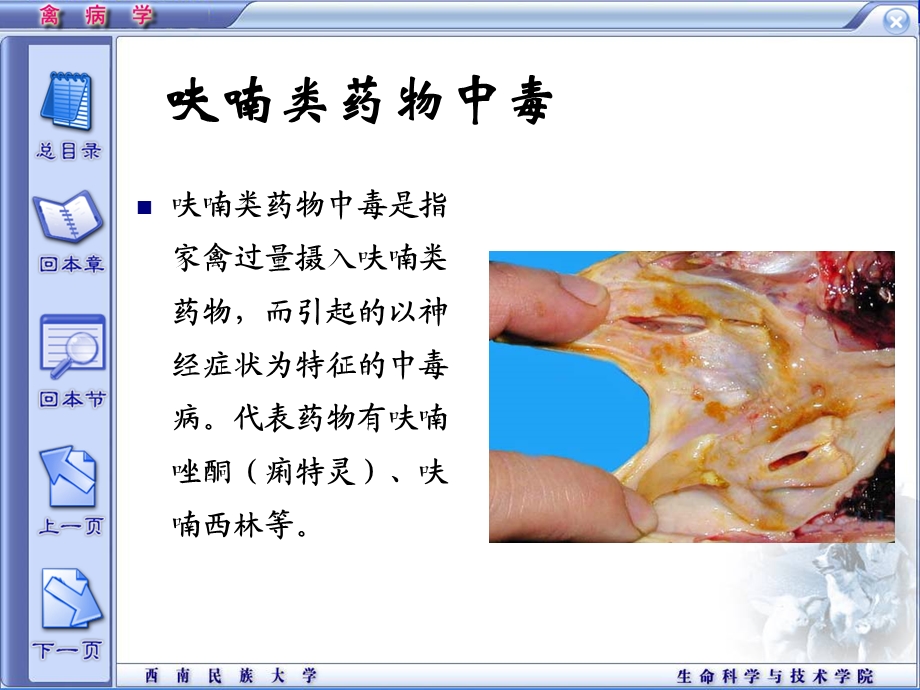 《呋喃类药物中毒》PPT课件.ppt_第1页