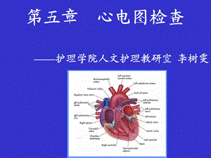 心电图学总课件.ppt