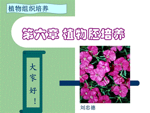 《植物胚培养》PPT课件.ppt