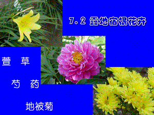 《牡丹芍药栽培》PPT课件.ppt