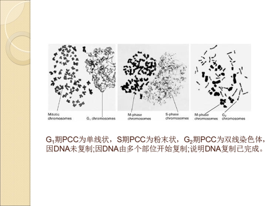 《细胞周期调控》PPT课件.ppt_第3页