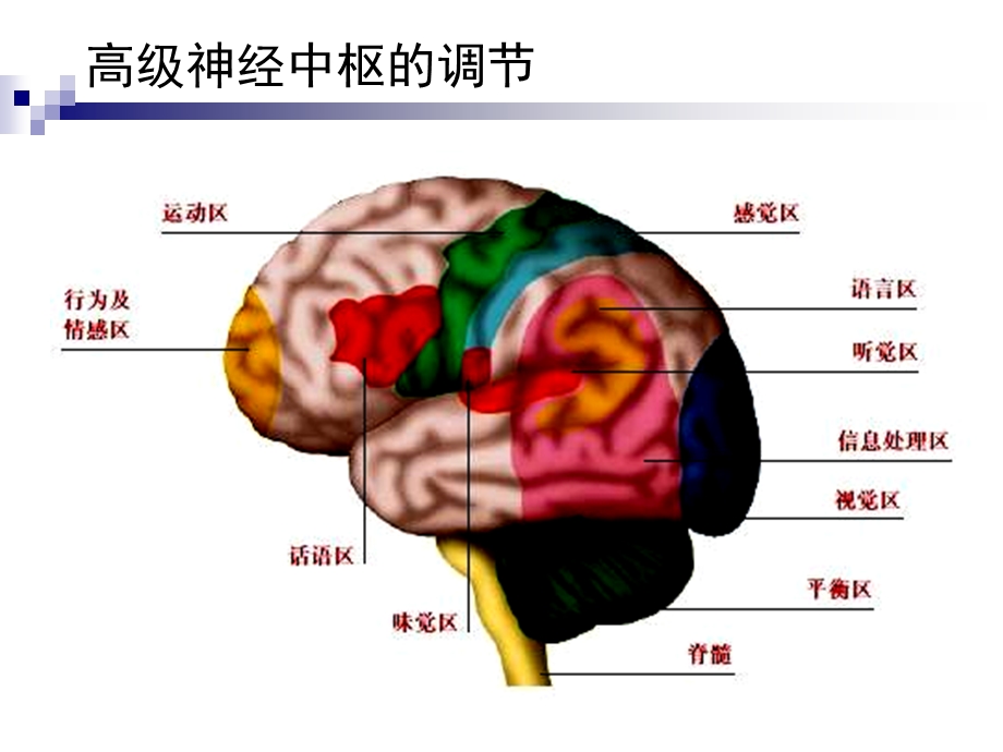 《神经调节》PPT课件.ppt_第3页