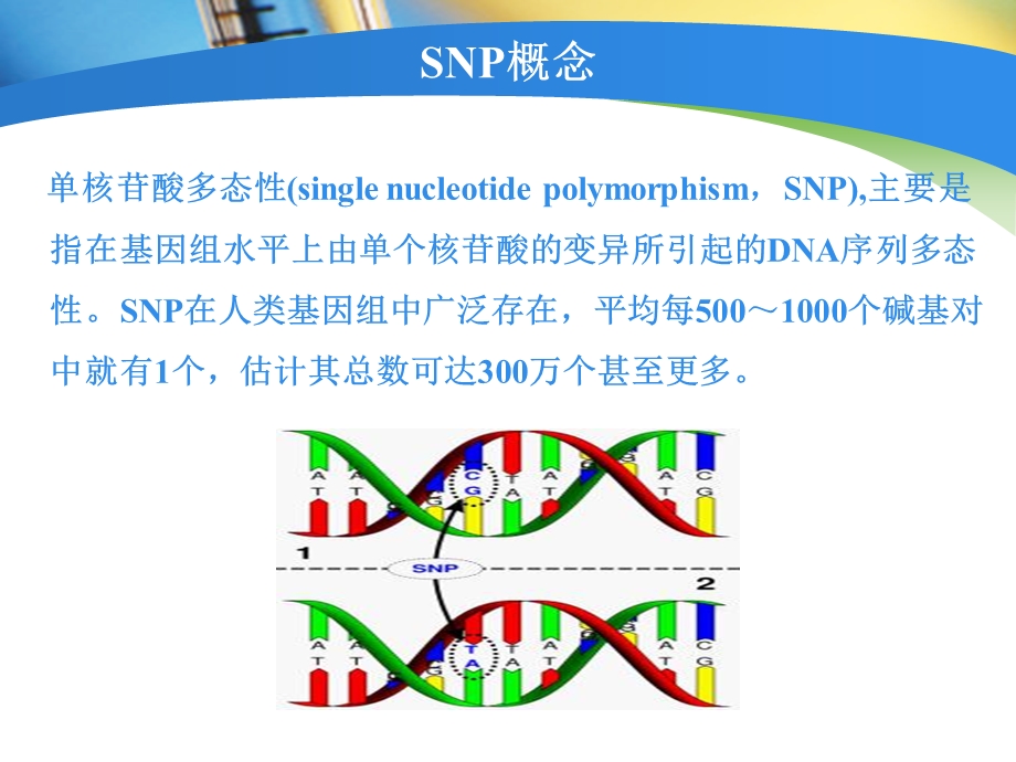 《SNP分型技术》PPT课件.ppt_第2页