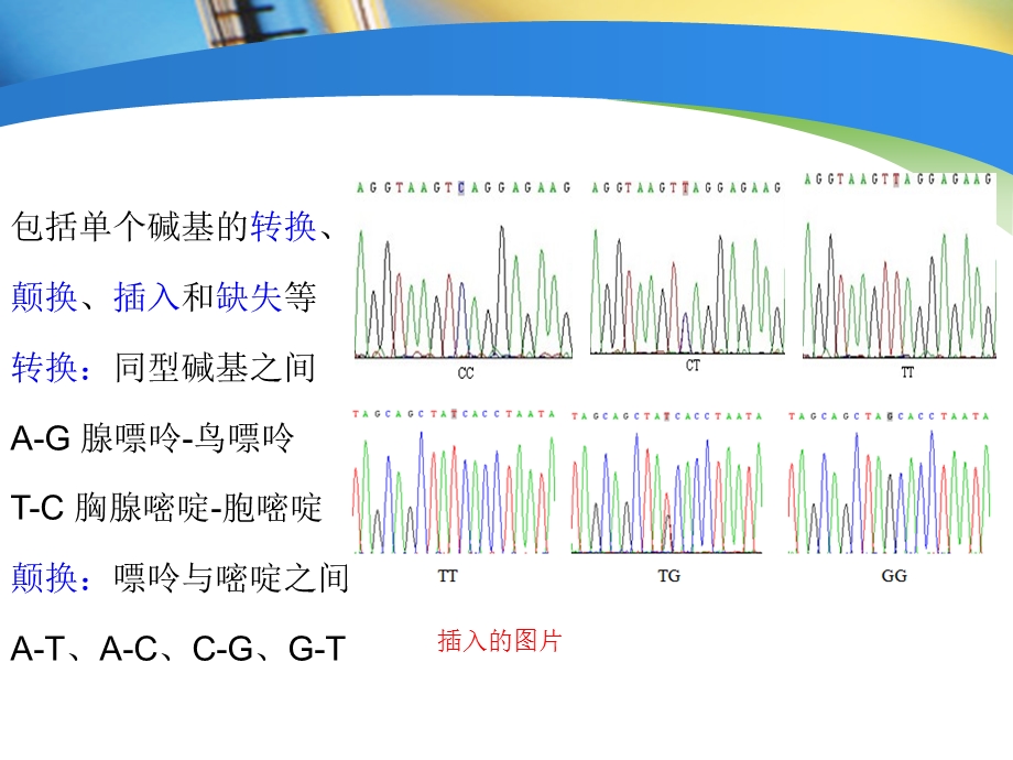 《SNP分型技术》PPT课件.ppt_第3页