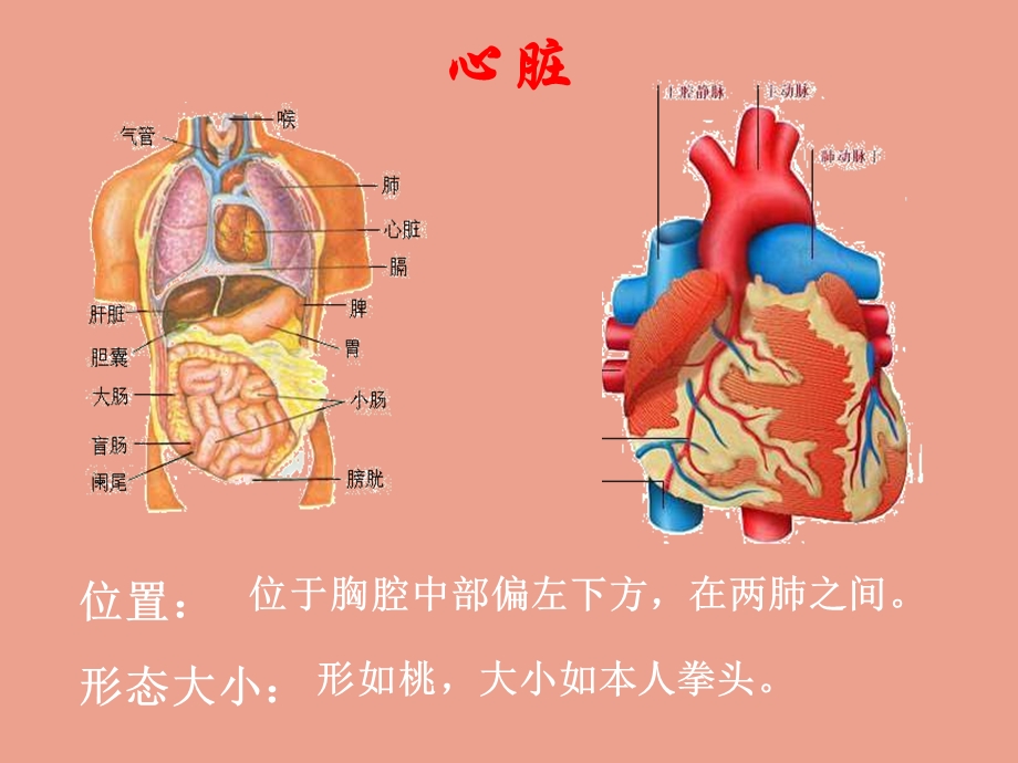 输送血液的泵心脏000002.ppt_第2页