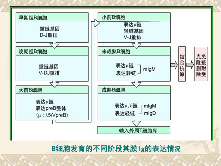 《疫学生物技术》PPT课件.ppt_第3页